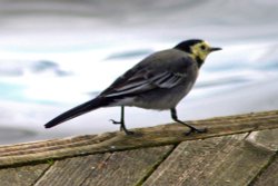 A Pied Wagtail. Wallpaper