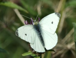 Small white butterfly.....artogeia rapae Wallpaper