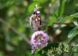 Red Admiral butterfly.......vanessa atalanta Wallpaper