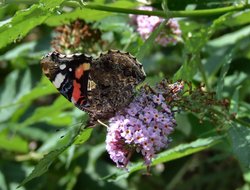 Red Admiral butterfly.......vanessa atalanta Wallpaper