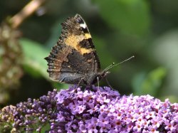 Small tortoiseshell butterfly.......aglais urticae Wallpaper