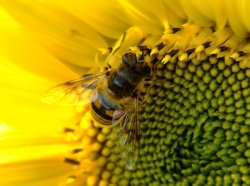 Drone fly.....eristalis tenax