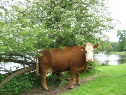 A Cow in Spring Wallpaper