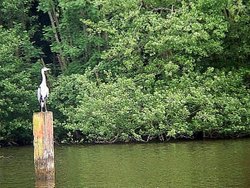 Wroxham broads Wallpaper