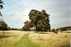 Ickworth Park Wallpaper