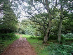 A walk in Shotover Country Park, Oxford Wallpaper