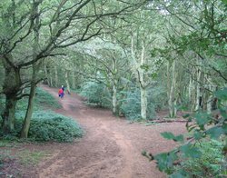 Shotover Country Park, Oxford Wallpaper