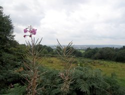 A walk in Shotover Country Park, Oxford Wallpaper