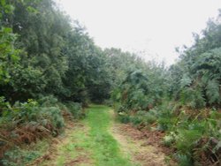 A walk in Shotover Country Park, Oxford Wallpaper