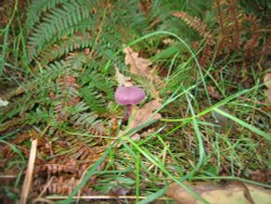 Walking around Shotover Country Park Wallpaper