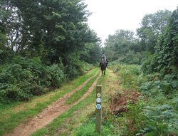 A walk in Shotover Country Park, Oxford Wallpaper