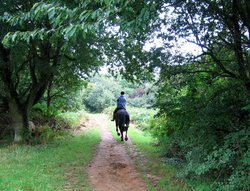 A walk through Shotover Country Park, Oxford Wallpaper