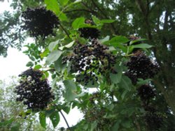 Elderberries, Shotover Country Park Wallpaper