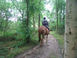 A walk in Shotover Country Park, Oxford Wallpaper