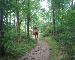 A walk in Shotover Country Park, Oxford Wallpaper