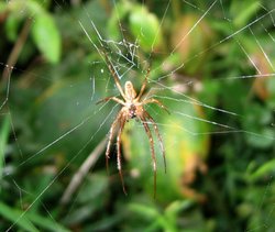 Spider, Closer crop Wallpaper