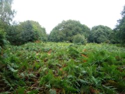 Sea of ferns, Shotover Park Wallpaper