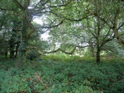 A walk in Shotover Country Park, Oxford Wallpaper