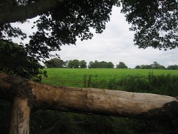 A walk in Shotover Country Park, Oxford Wallpaper