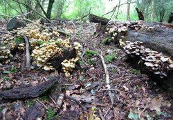 A walk in Shotover Country Park, Oxford Wallpaper