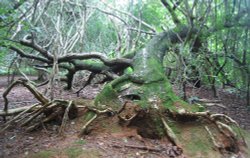 Fallen tree, Shotover Park Wallpaper