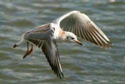 Blackheaded Gull juvenile at Herrington Ponds Wallpaper