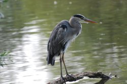 Grey Heron Wallpaper