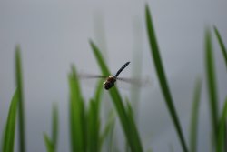 Migrant Hawker