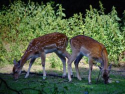 Two fallow deer Wallpaper