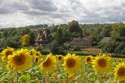 Sunflower Fields at Luddesdown Wallpaper