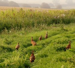 Pheasant Chicks. Wallpaper