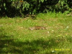 A squirrel enjoying the June sun Wallpaper