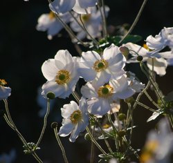 Late afternoon light Wallpaper