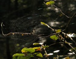 Spider and web, Ivinghoe Common / Ridgeway, Ringshall, Herts. Wallpaper