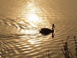 Swan on reservoir, Marsworth, Bucks. Wallpaper