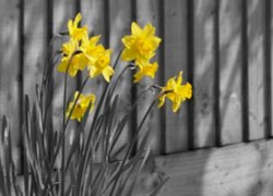 Daffodils, Steeple Claydon, Bucks Wallpaper