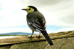 Pied Wagtail Juvenile. Wallpaper