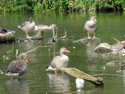 Grey Lag Geese at Coombe Wallpaper