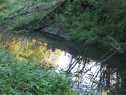 Basingstoke Canal Wallpaper