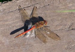 Dragonfly