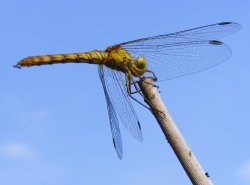 Dragonfly at Ludham