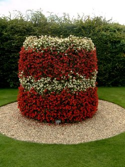 Begonia pillars