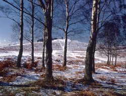 Bradgate Park.