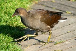 Moorhen, juvenille Wallpaper