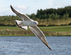 Blackheaded Gull. Wallpaper