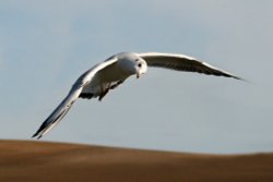 Blackheaded Gull Wallpaper