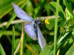 Common blue butterfly....polyommatus icarus Wallpaper