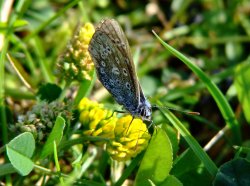 Common blue butterfly....polyommatus icarus Wallpaper