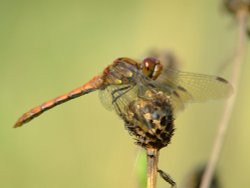 Common darter dragonfly......sympetrum striolatum