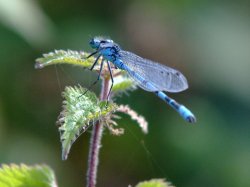 Common blue damselfly.....enallagma cyathigerum